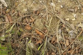 Ihr Partner fr Umweltgutachten: IVÖR